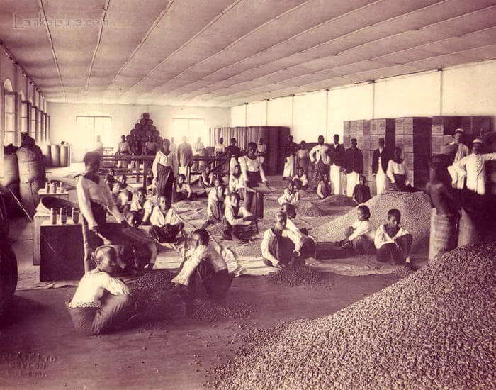 Coffee blight forces changeover of plantation system from growing coffee to growing tea.